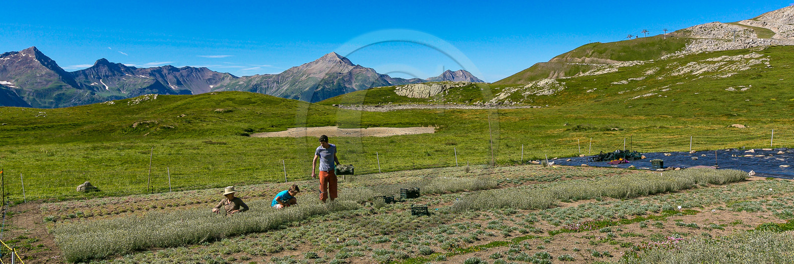 Bruno Gonnon, cultivateur de génépi bio