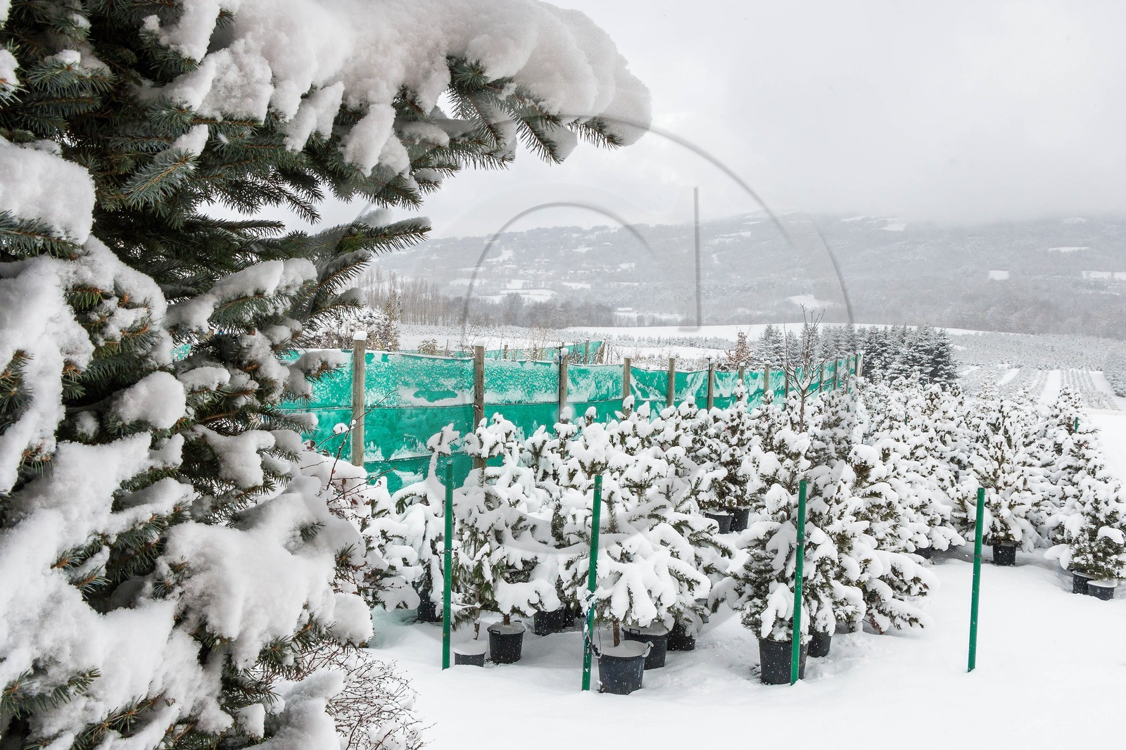 Pépinière Robin, producteur de sapin de Noël