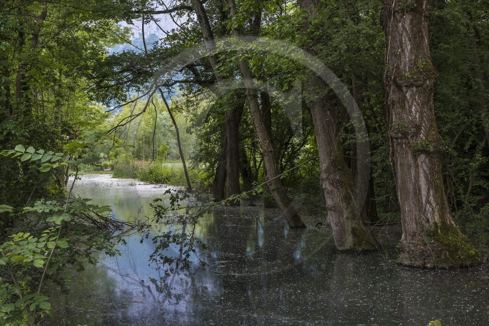 ENS de l'Isère, bois de la Bâtie