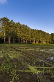 ENS de l'Isère, Prairies inondables de Pont-Évêque
