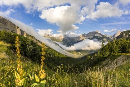 vallon de La Jarjatte, Col de Priau, gentiane jaune (gentiana lutea)