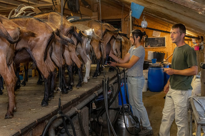 Ferme du Bayle, traite des chèvres