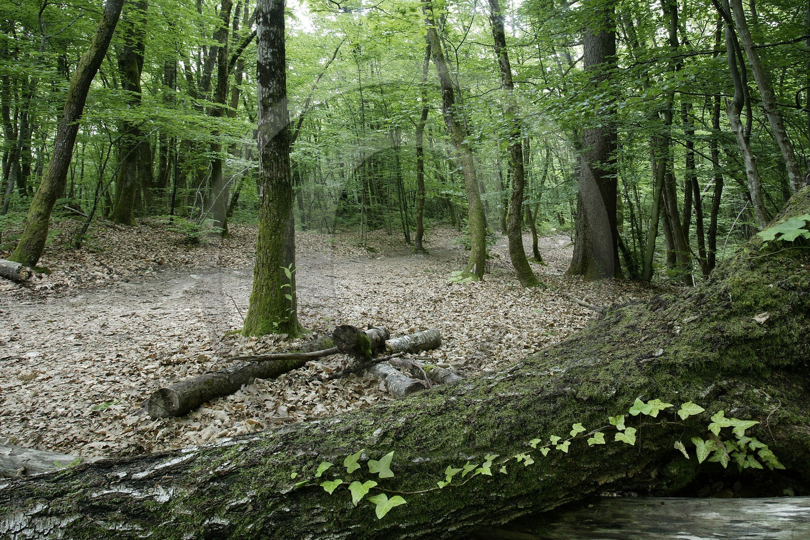 Réserve naturelle du Roc de Chère, forêt