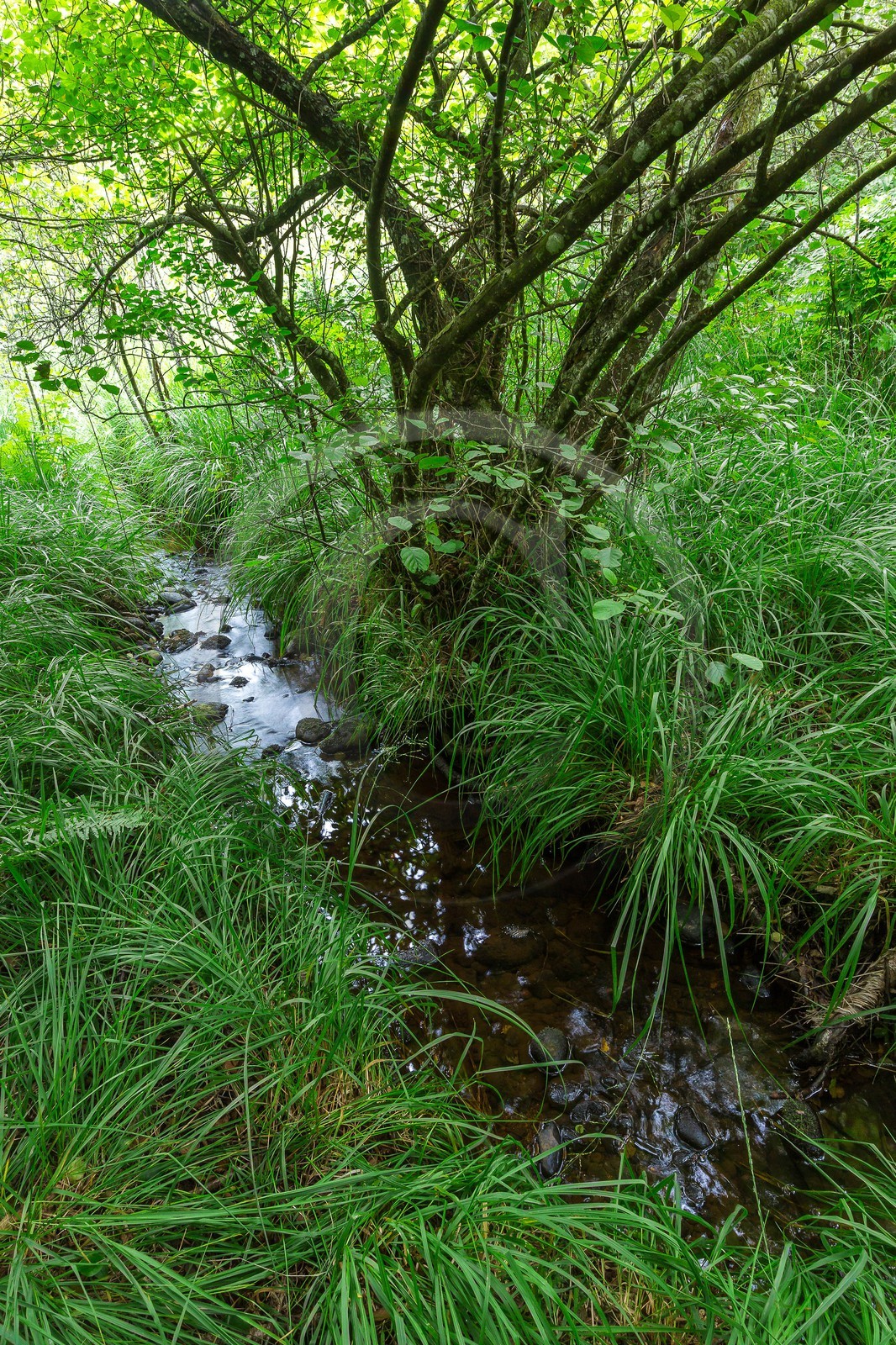 ENS de l'Isère, Tourbière des Planchettes