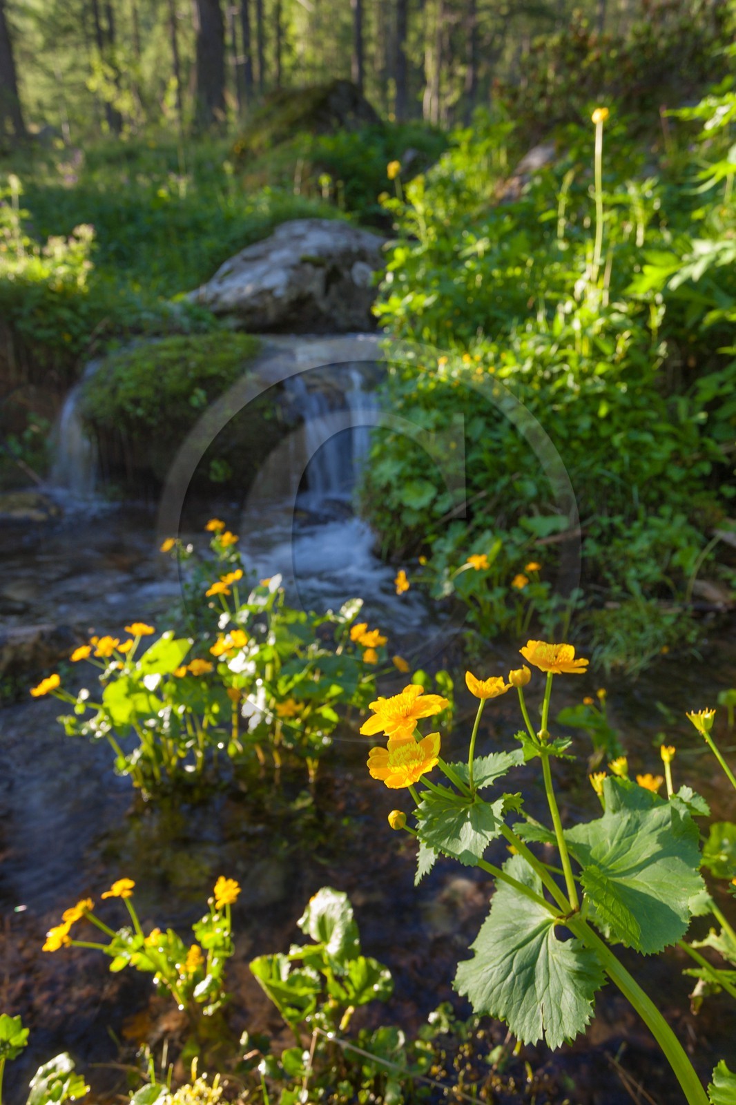 Populage des marais, Caltha palustris