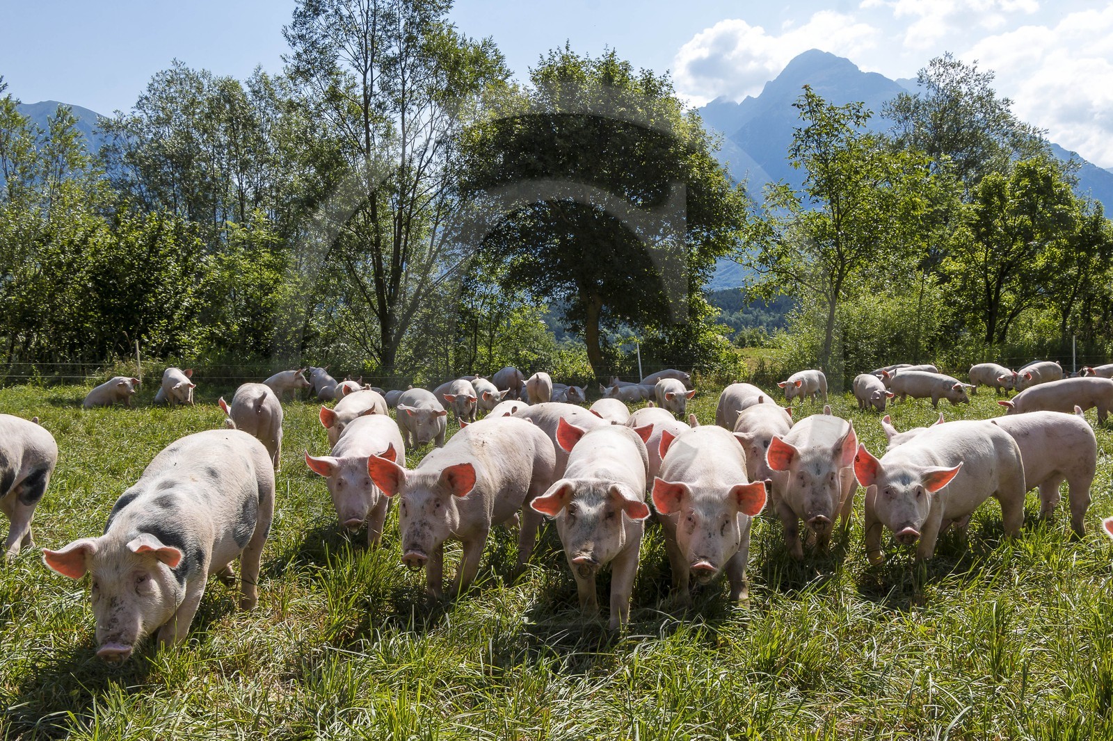 Vallée du Champsaur, Ferme des Coupaïrou, Guillaume Barban