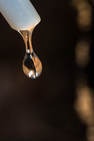 Récolte de sève de bouleau
