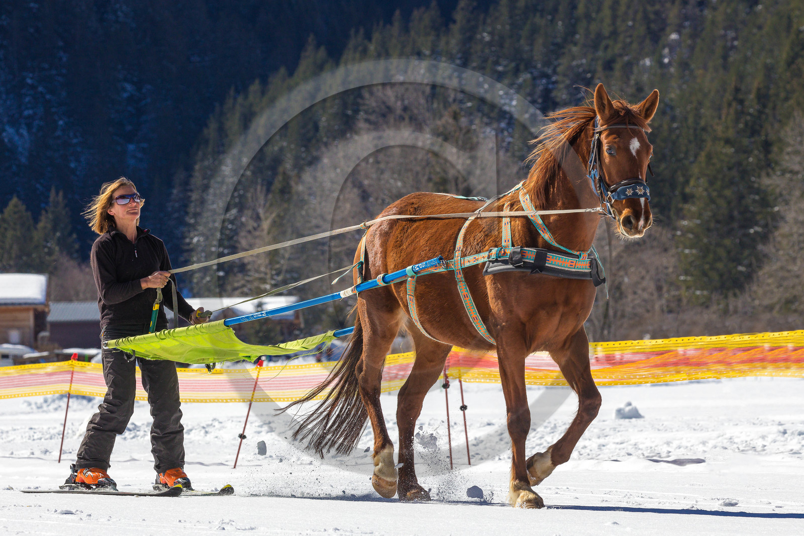 Ranch of Ancolie, Véronique Lefèvre., ski-joëring