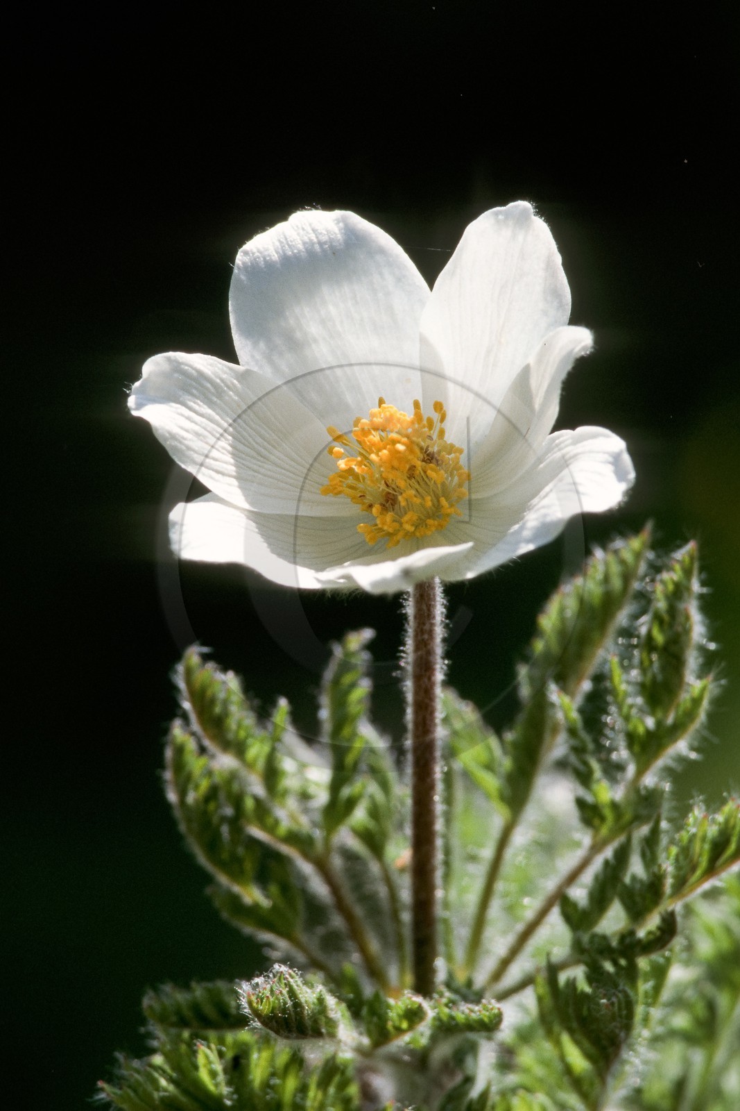 Anémone des Alpes, Pulsatilla alpina