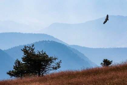 Vautour fauve