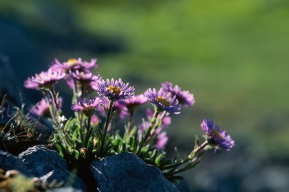 Aster des Alpes, Aster alpinus