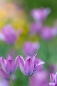 Tulipe de Guillestre, Tulipa platystigma