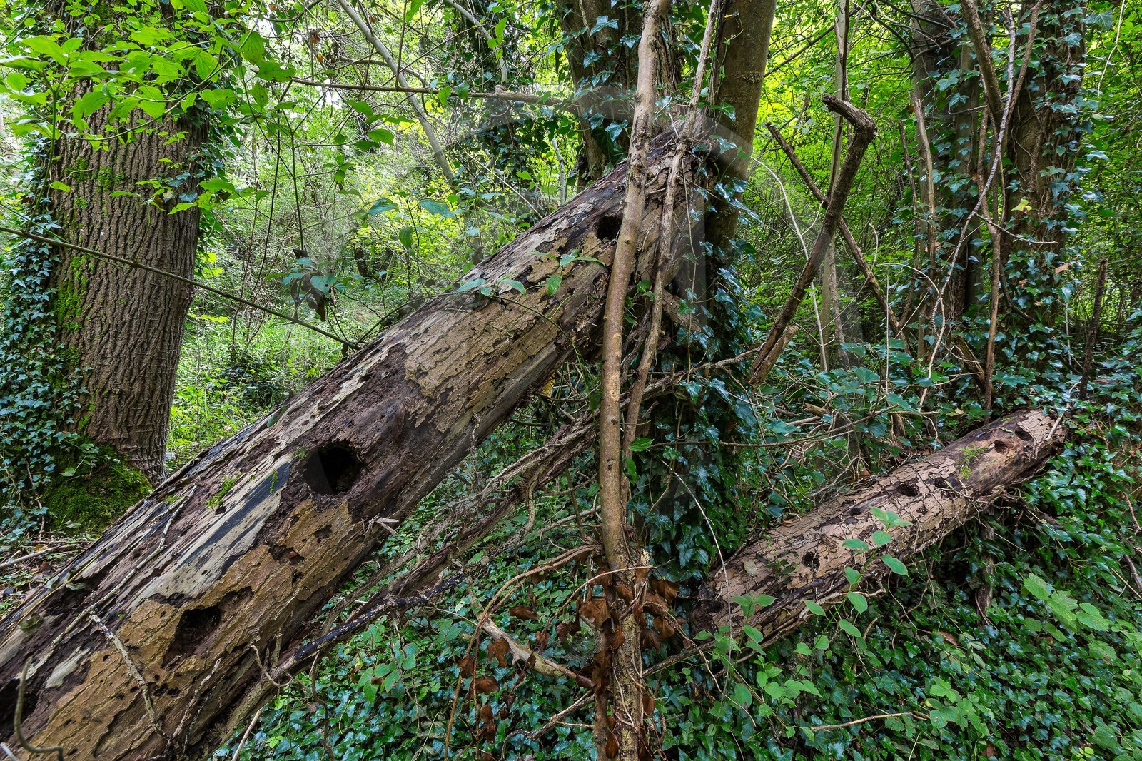 ENS de l'Isère, étang de Mai