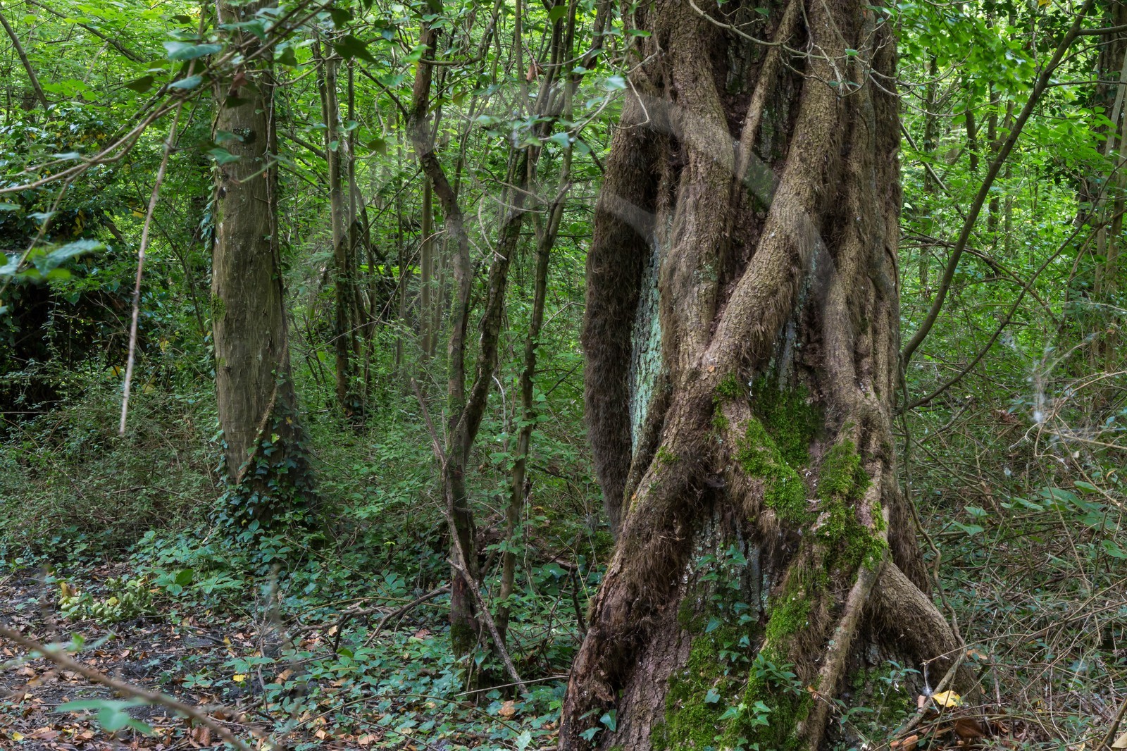 ENS de l'Isère, bois de la Bâtie