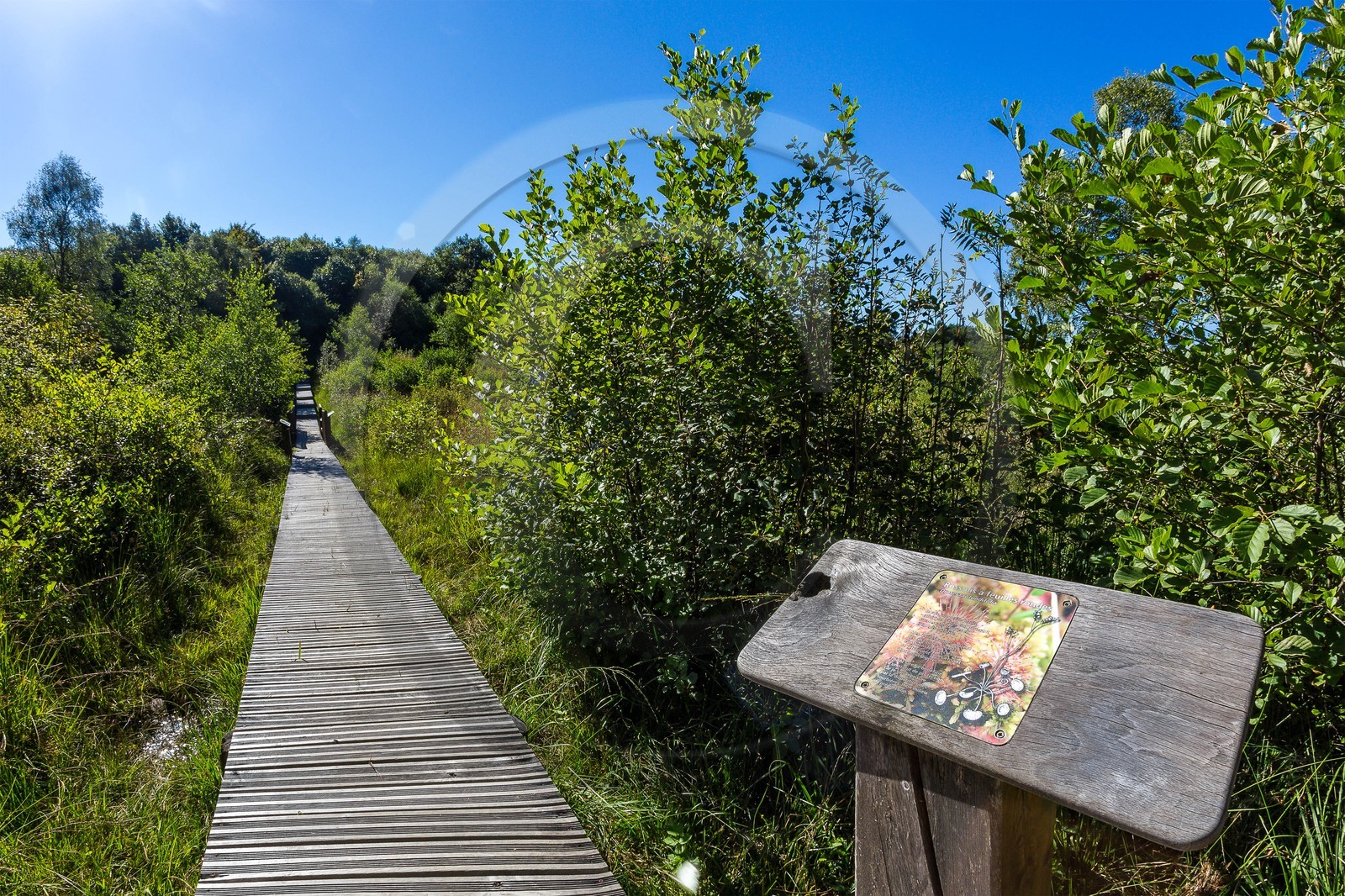 ENS de l'Isère, Tourbière des Planchettes