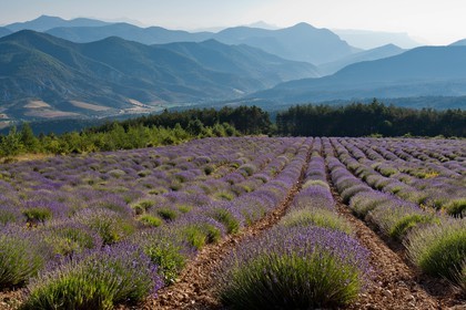 Champs de lavandes et la chaine des Ecrins