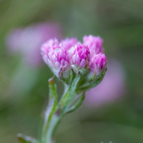 Pied de chat dioïque, Antennaire dioïque, Antennaria dioica