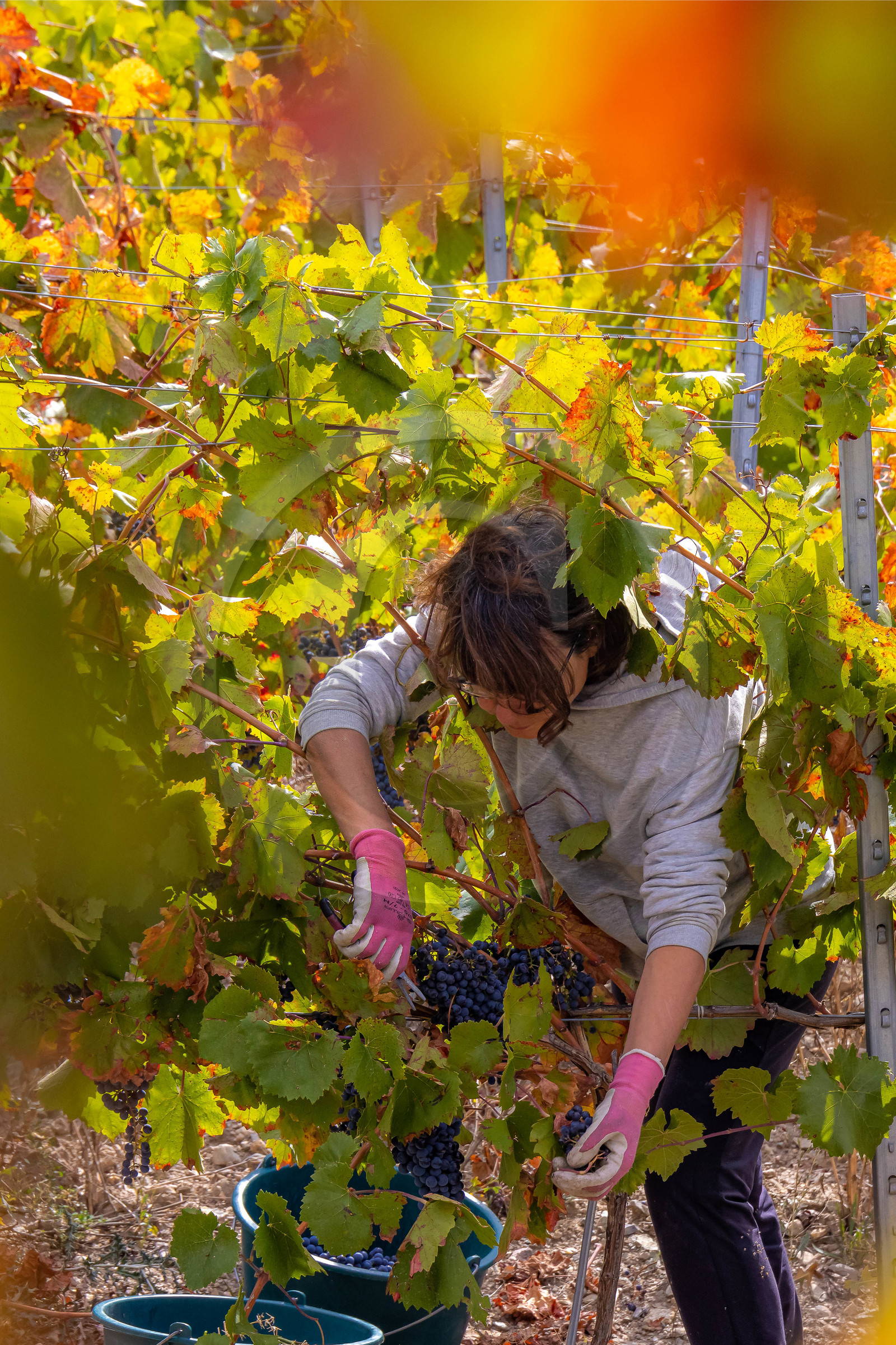 Domaine du Mont Guillaume