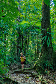 Forêt tropicale, Parc national de la Guadeloupe