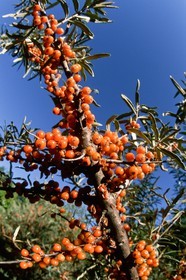 Argousier