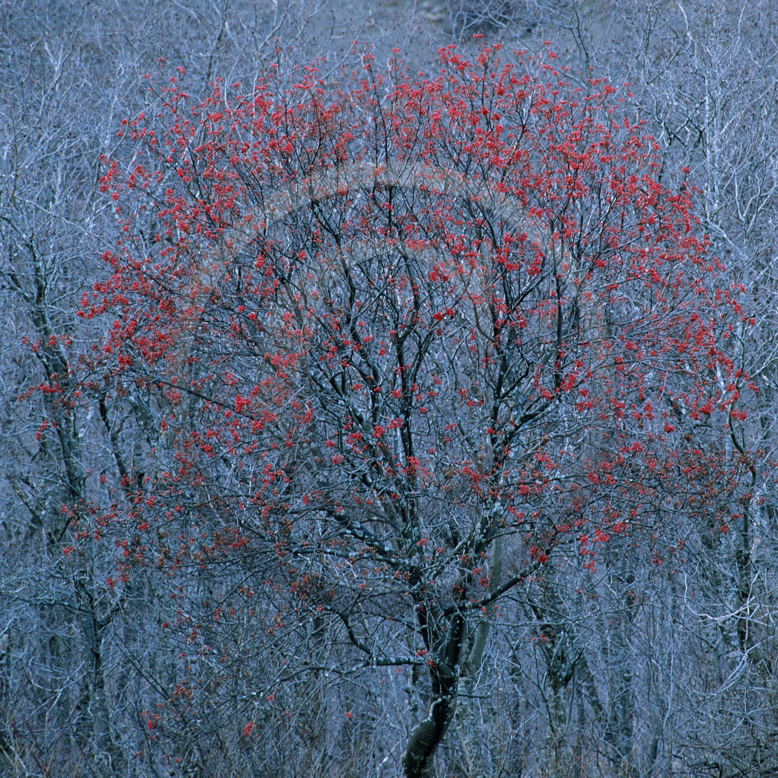 Sorbier des oiseleurs