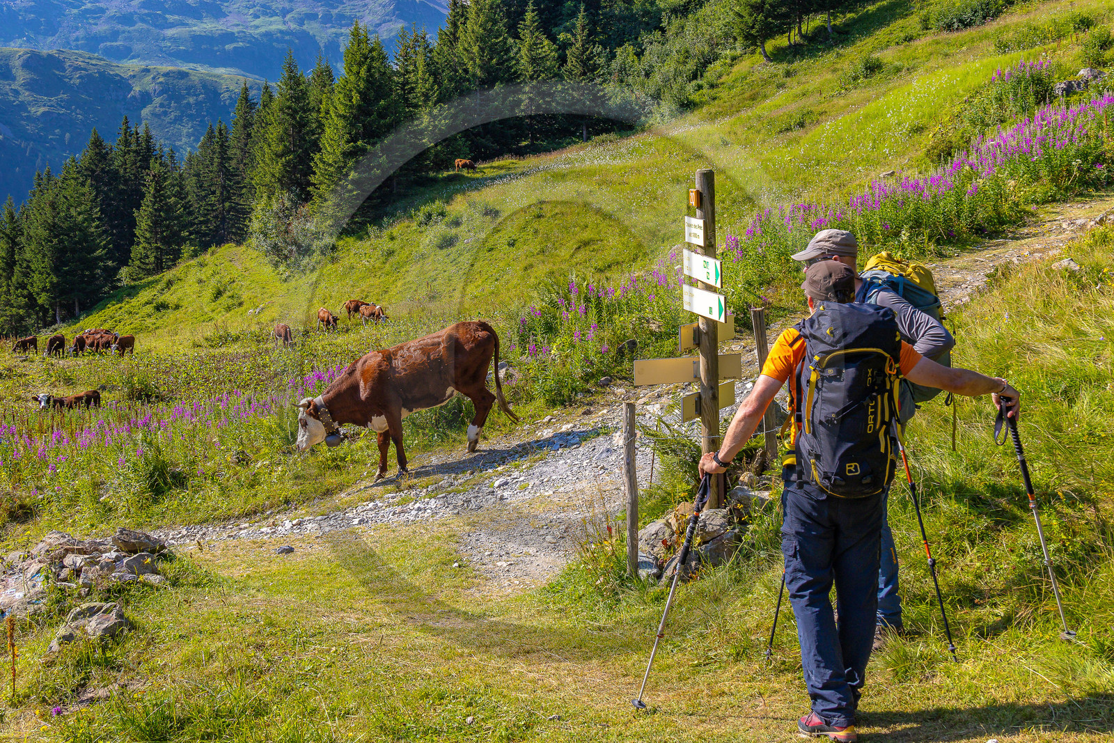 Réserve Naturelle des Contamines-Montjoie, randonnée pédestre