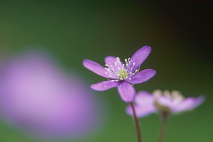 Hépatique noble, Hepatica nobilis