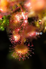 ENS de l'Isère, Tourbière des Planchettes, Rossolis à feuilles rondes (Drosera rotundifolia)