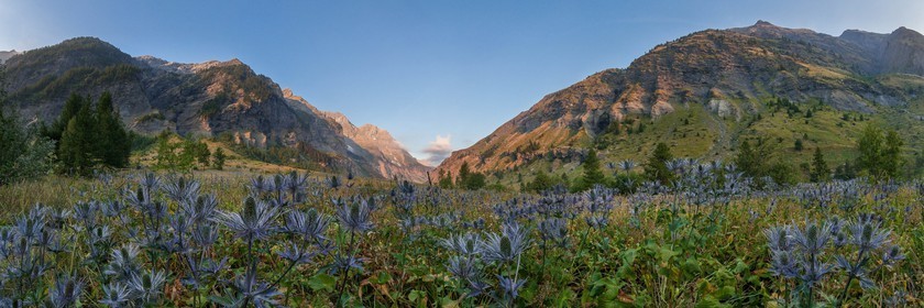 Chardon Bleu, Panicaut des Alpes, Eryngium alpinum