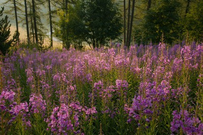 Épilobe en épi ou Laurier de Saint-Antoine, Chamerion angustifolium
