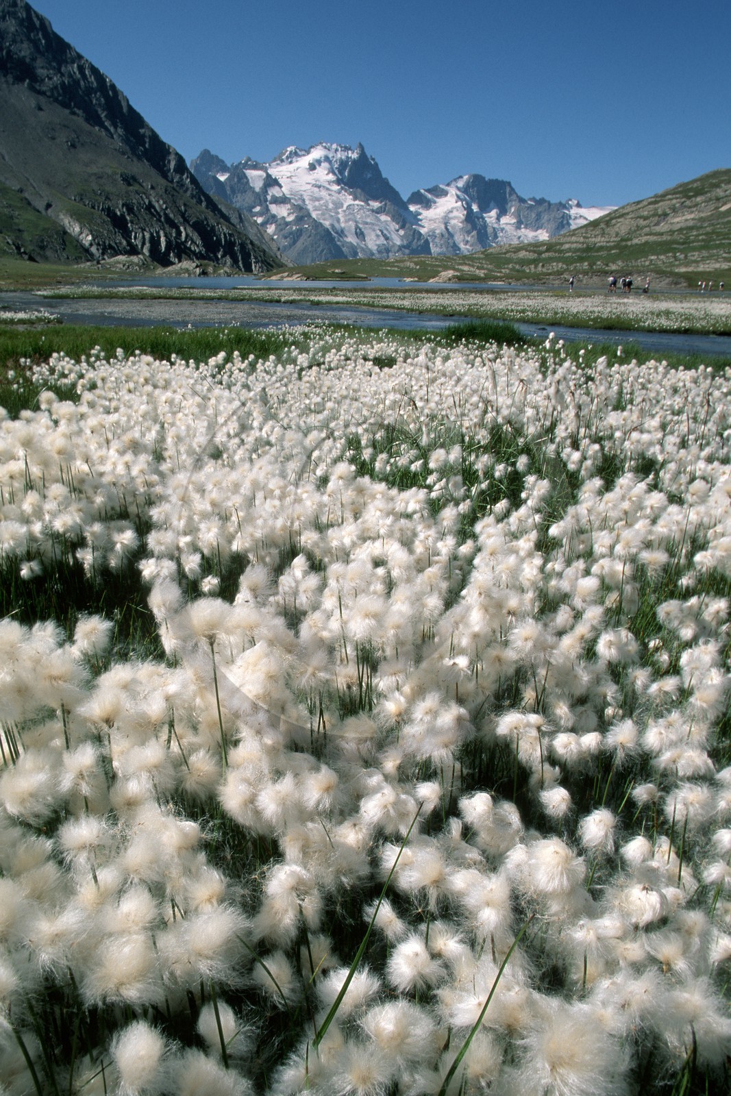 Linaigrettes de Scheuchzer (Eriophorum Scheuchzeri Hoppe) au  Lac du Goléon et la Meije