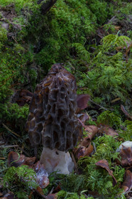 Morille, Morchella