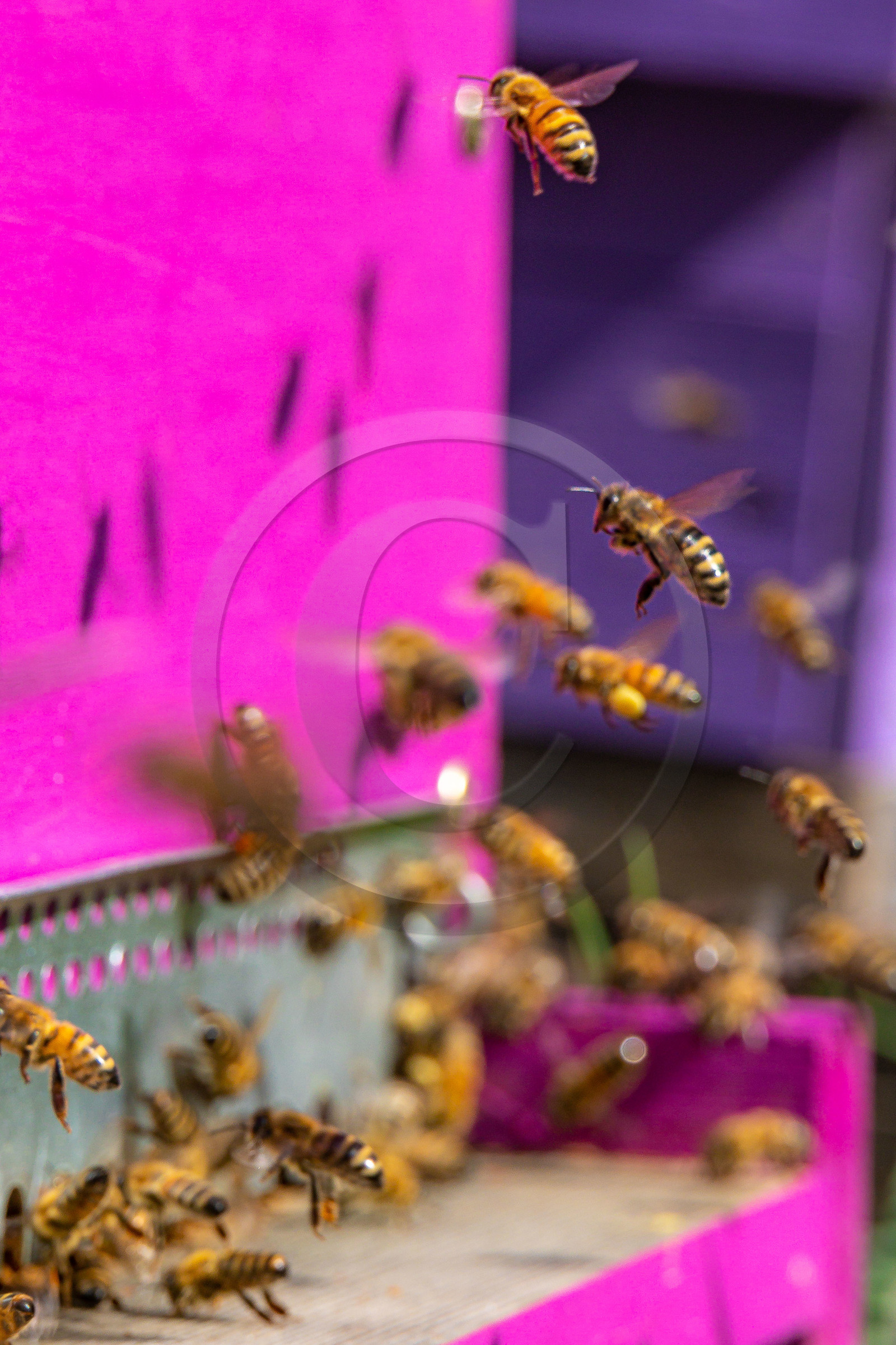 Jean-Jacques Daubert - Apiculteur