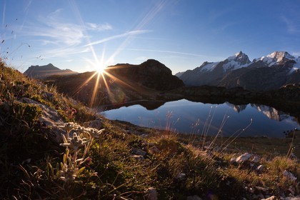 Edelweiss, Leontopodium alpinum, Lac Lérié