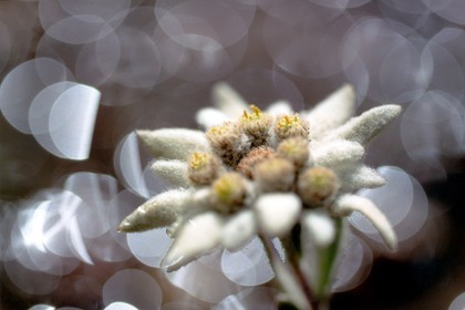 Edelweiss, Leontopodium alpinum