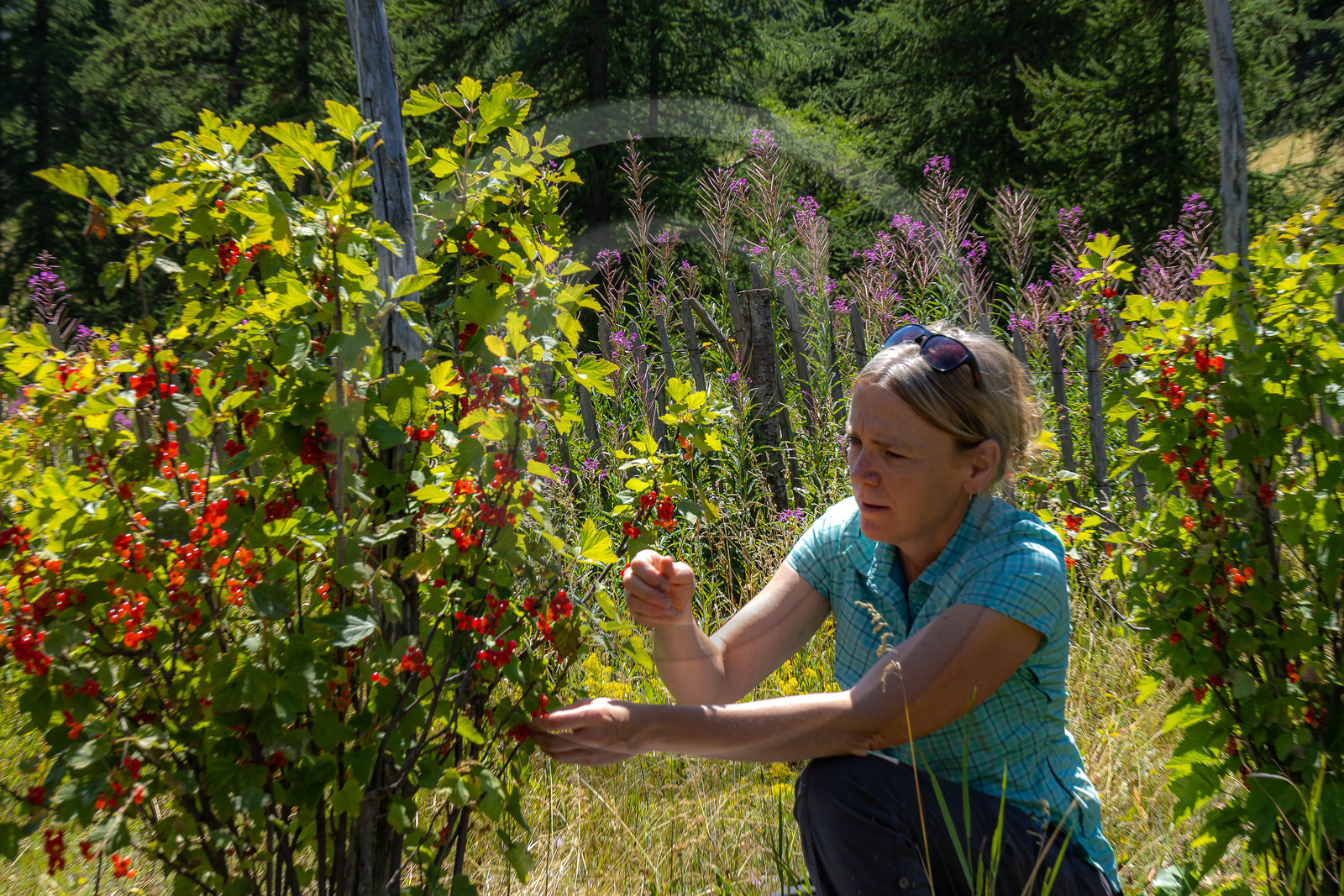 Les cueillettes du Lauzet
