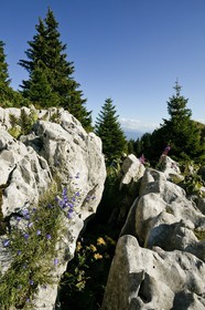 Espace naturel sensible de l'Isère, Col du Coq, Campanules dans Lapiaz