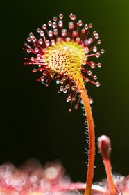 ENS de l'Isère, Tourbière des Planchettes, Rossolis à feuilles rondes (Drosera rotundifolia)