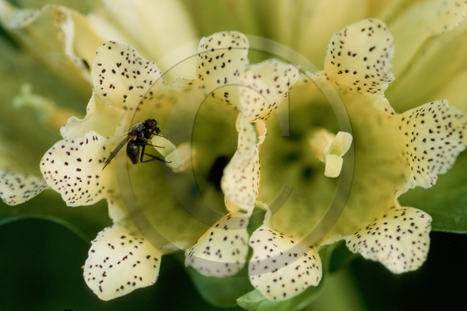 Gentiane ponctuée, Gentiana punctata