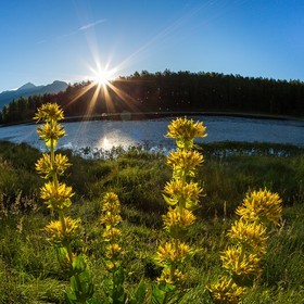 Parc naturel régional du Queyras, lac de Roue, gentiane jaune, Gentiana lutea