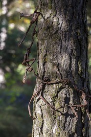 Arboretum de Roure, l'art et l'arbre, Louis Dollé, sculpteur Imagier