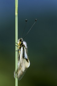 papillon, ascalaphe, Ascalaphidae