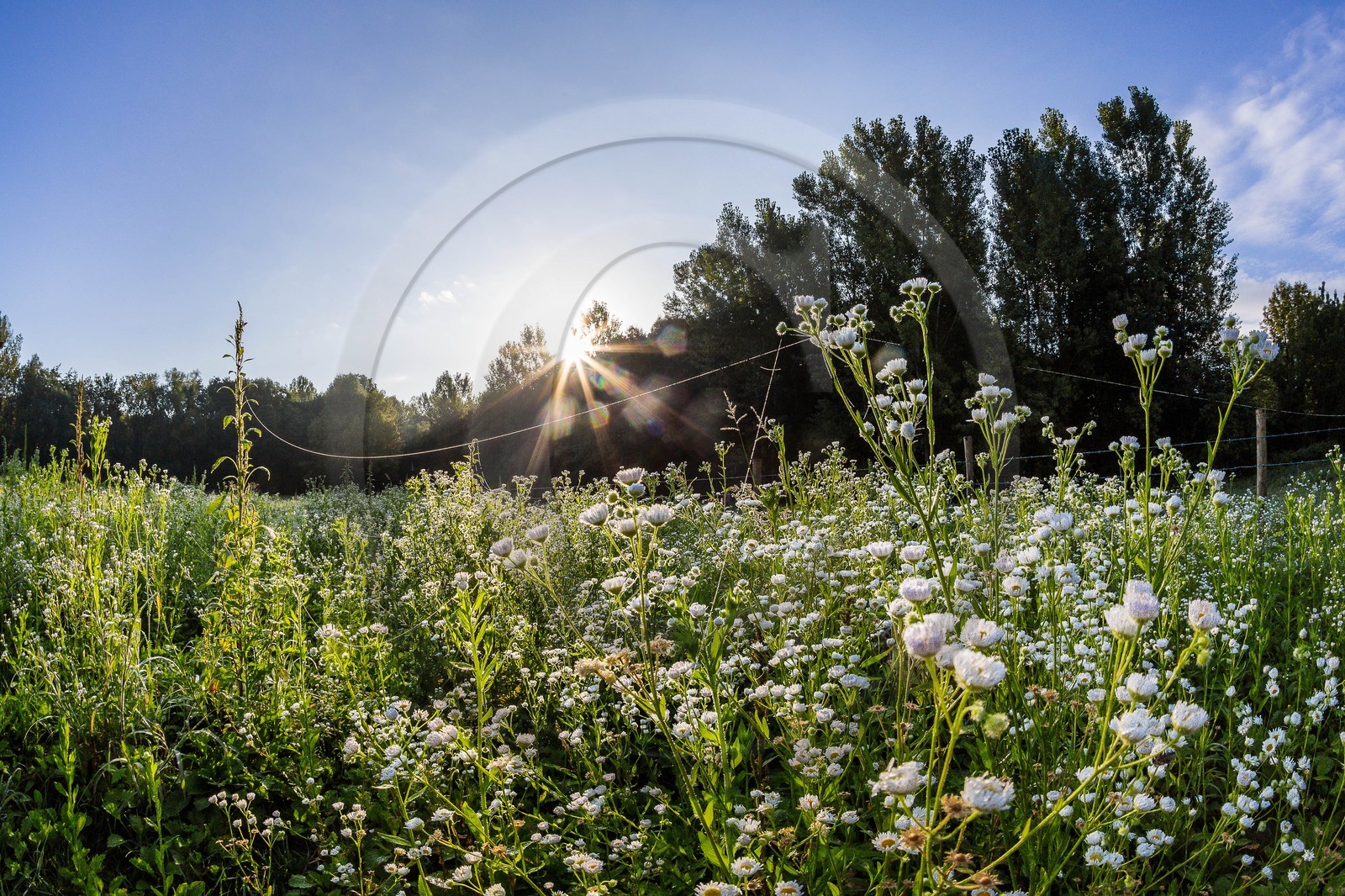 ENS de l'Isère, étang de Mai