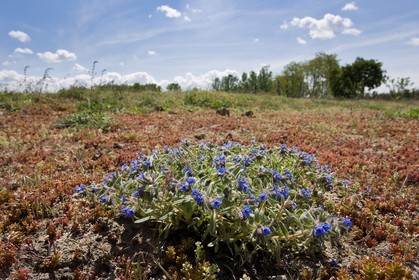 Orcanette des teinturiers, Alkanna tinctoria