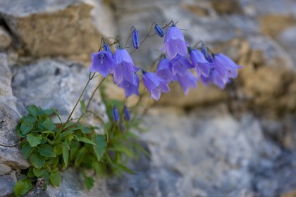 Campanule à feuilles de Cochléaire, Campanula cochleariifolia