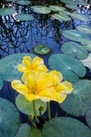 Nénuphar Jaune,  Nuphar lutea