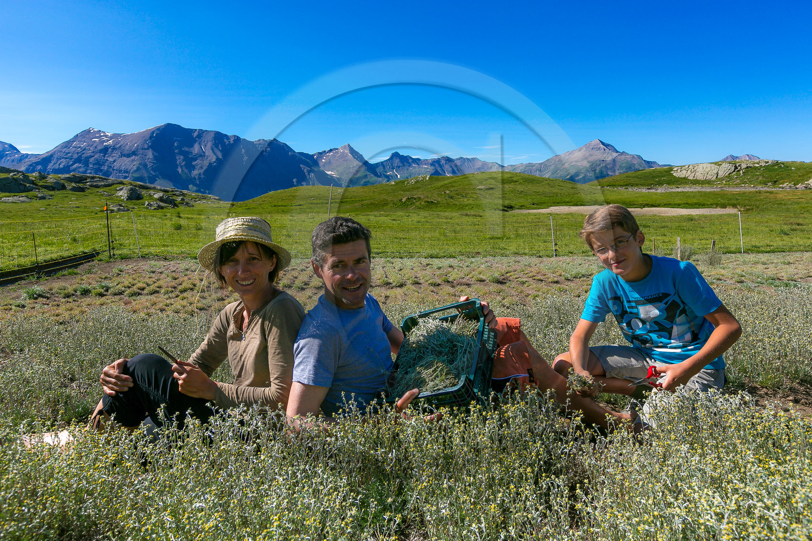 Bruno Gonnon, cultivateur de génépi bio