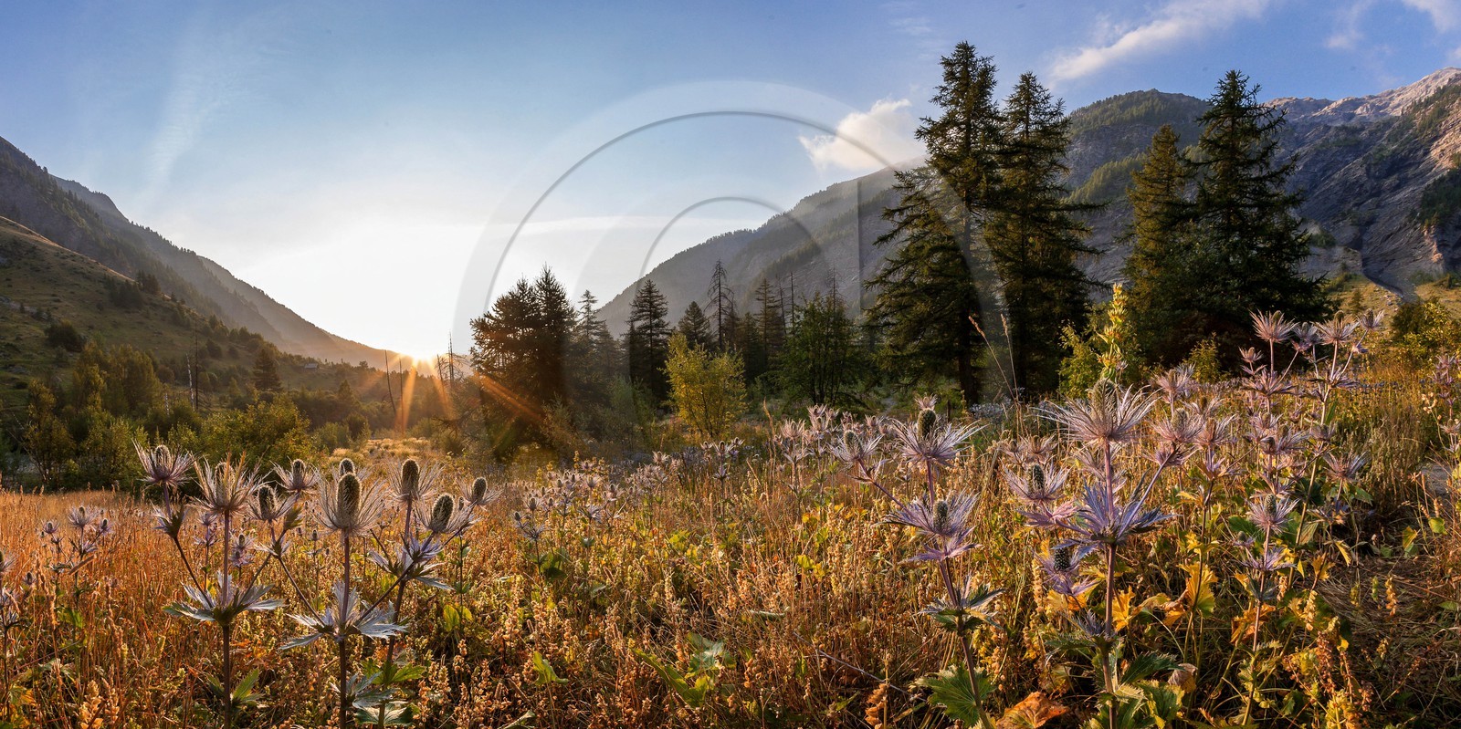 Chardon Bleu, Panicaut des Alpes, Eryngium alpinum