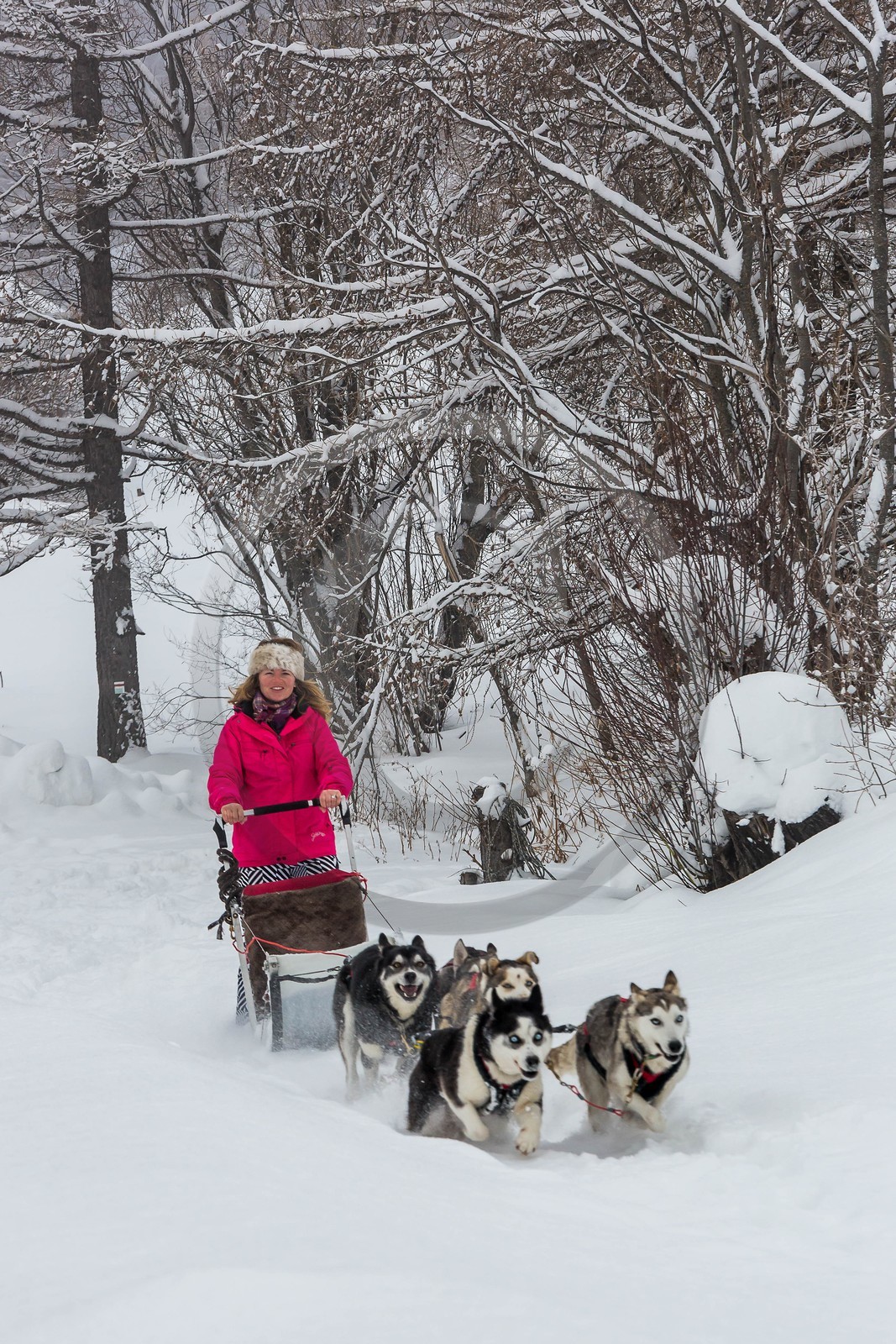 La Condamine-Châtelard, Sainte-Anne la Condamine, Coralie Bonnerot et ses chiens de traineau