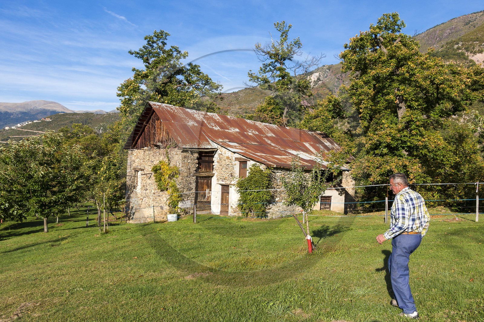 Valdeblore, Saint-Dalmas, chataigneraie de Monsieur Morino